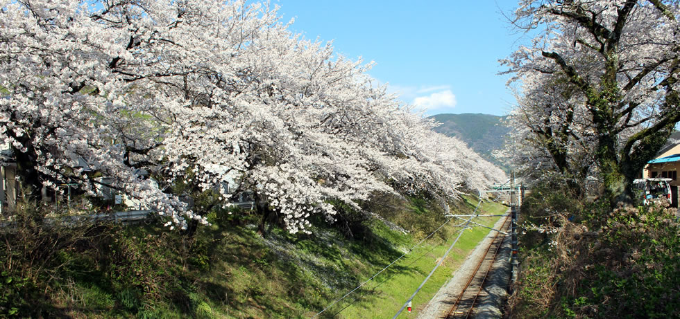 山北　桜　画像